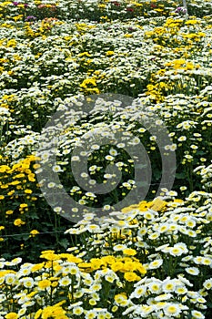 Large area of Ã¢â¬â¹Ã¢â¬â¹flower crops in a greenhouse photo